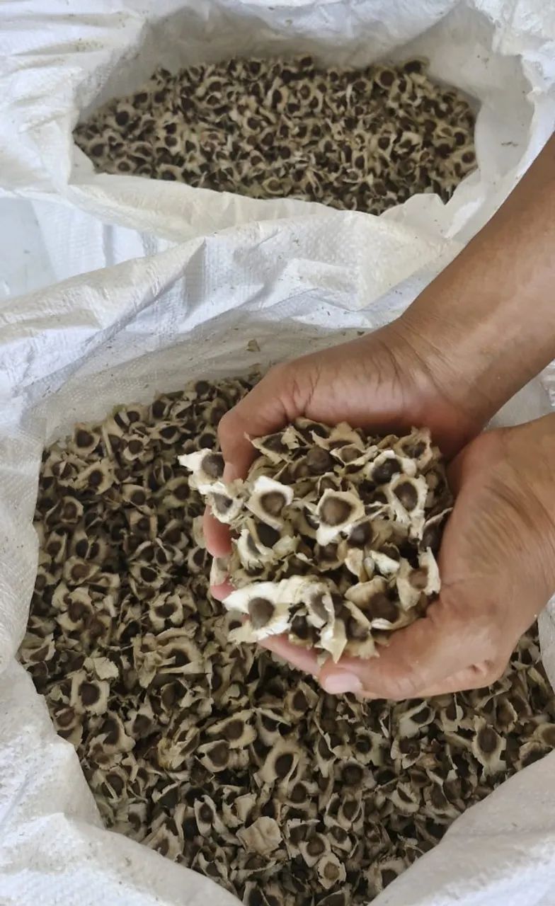 3000 sementes de MORINGA - Foto 4