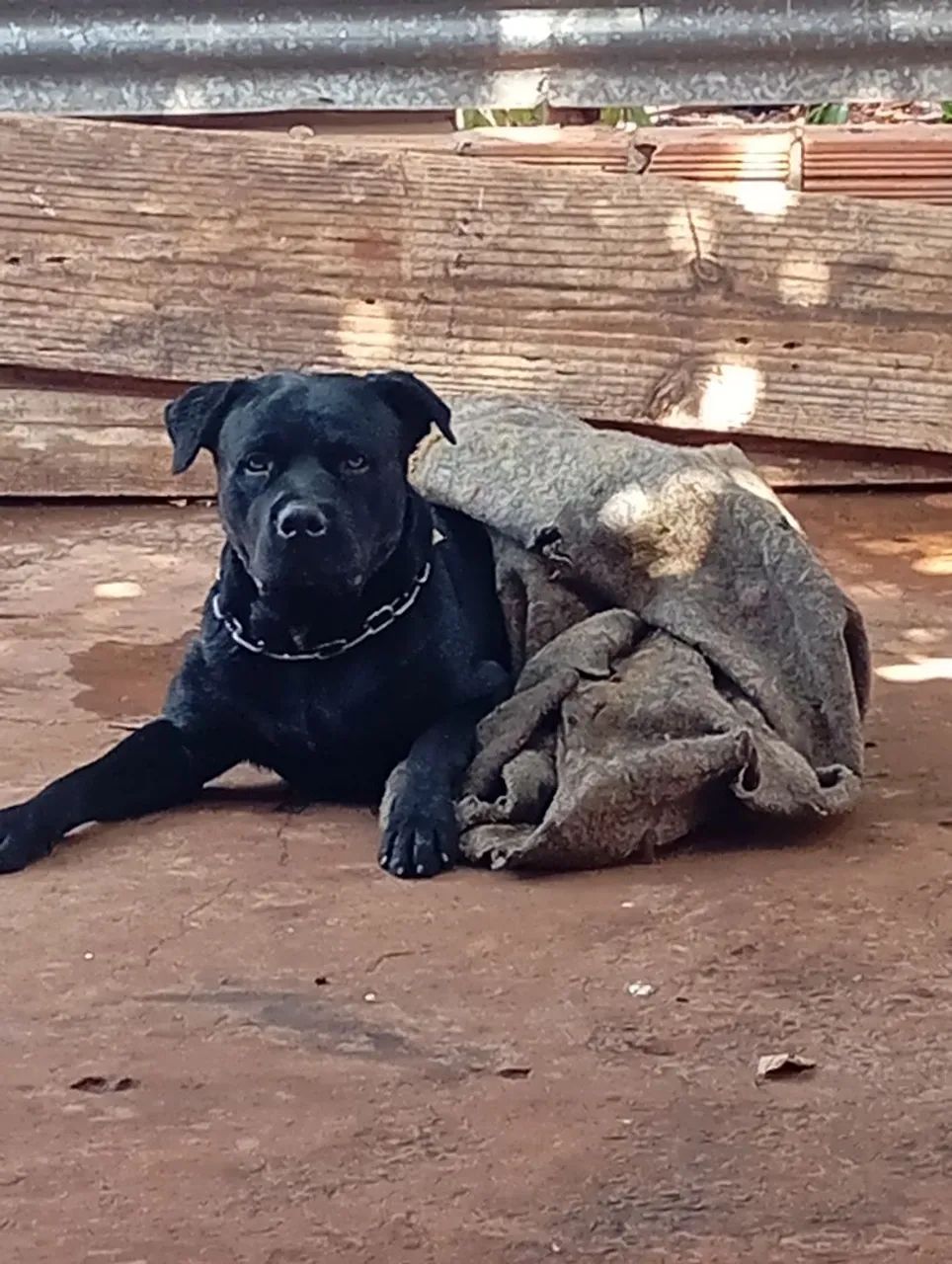 ULTIMOS 2 / Pai Pitbull com labrador/ mãe labradora  - Foto 4