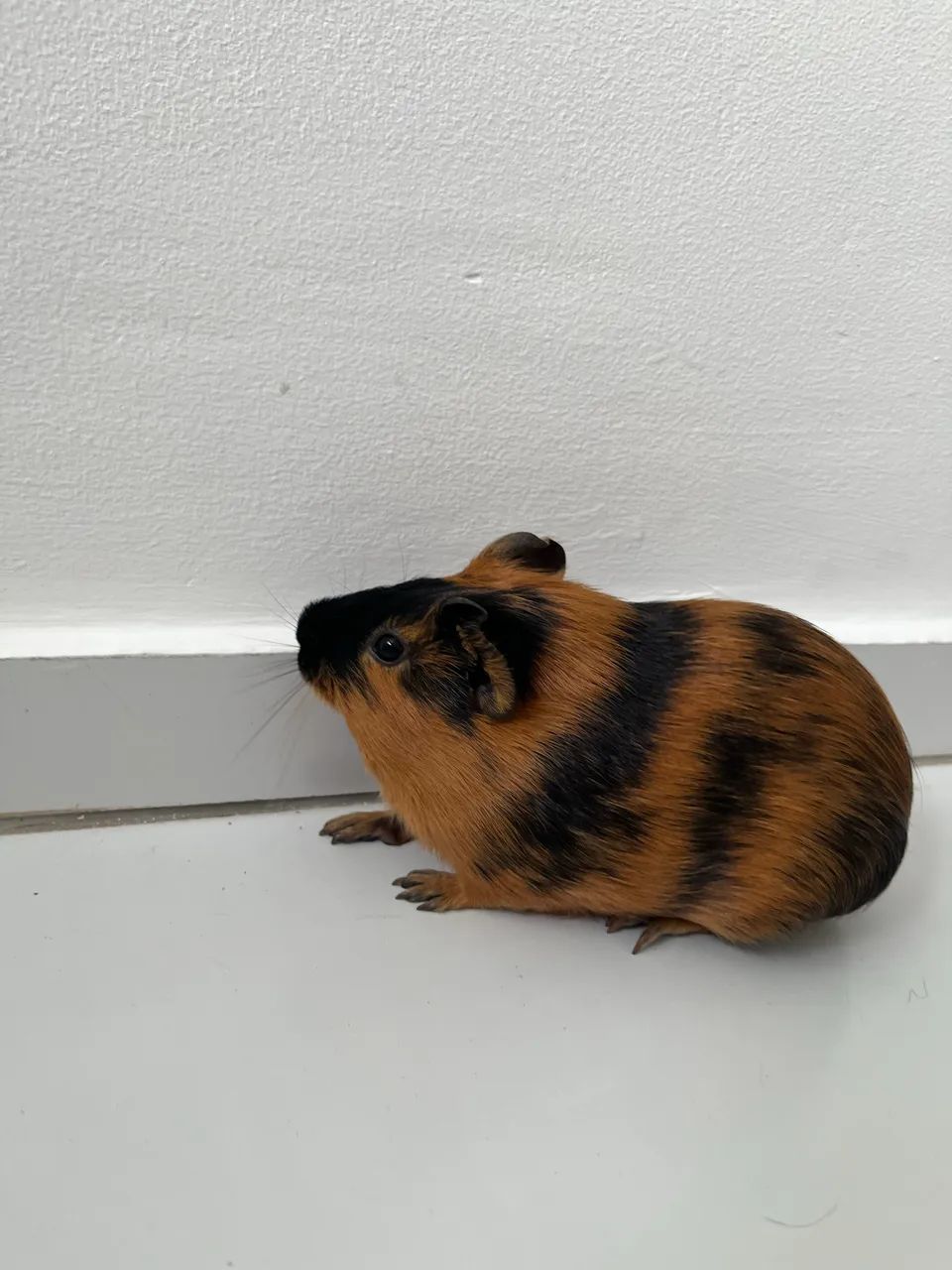 Porquinhos da índia para adoção  - Foto 2