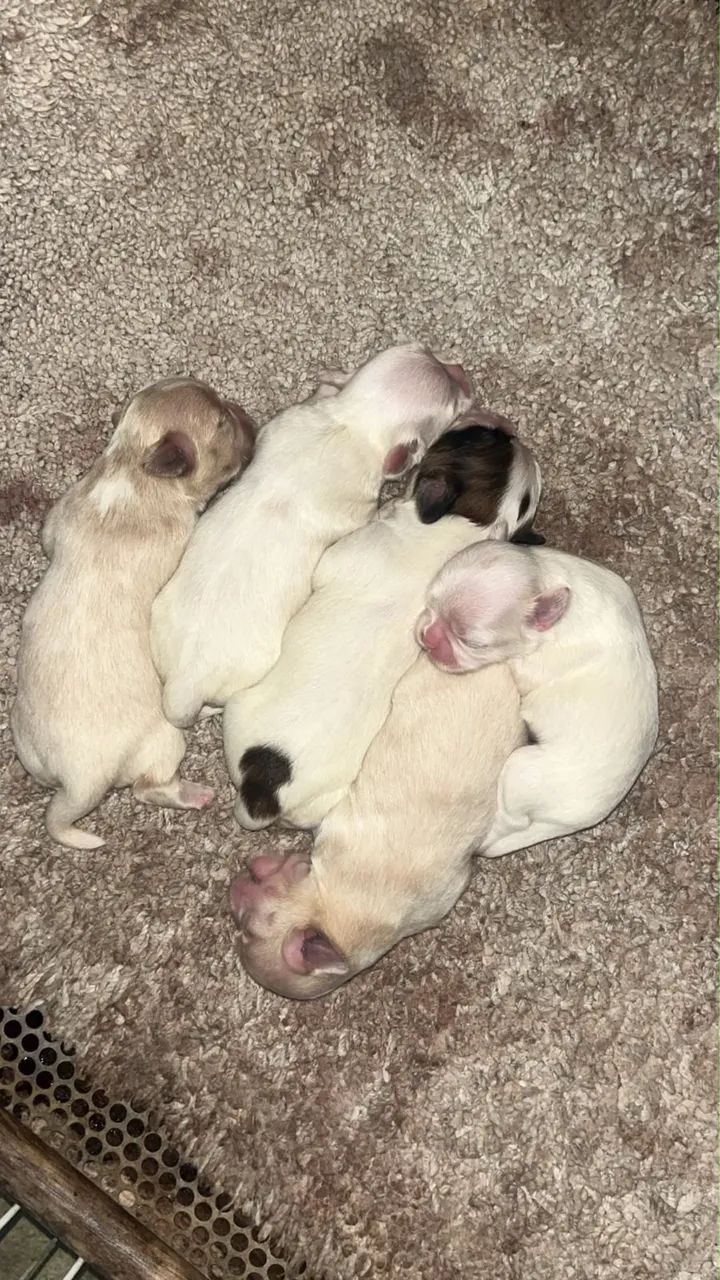 Cachorro  - Foto 4