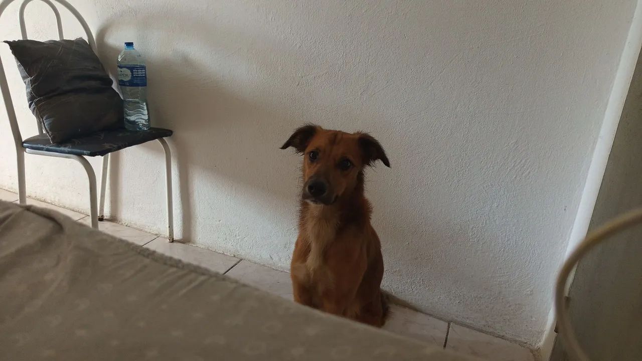 Doação responsável  - Foto 3