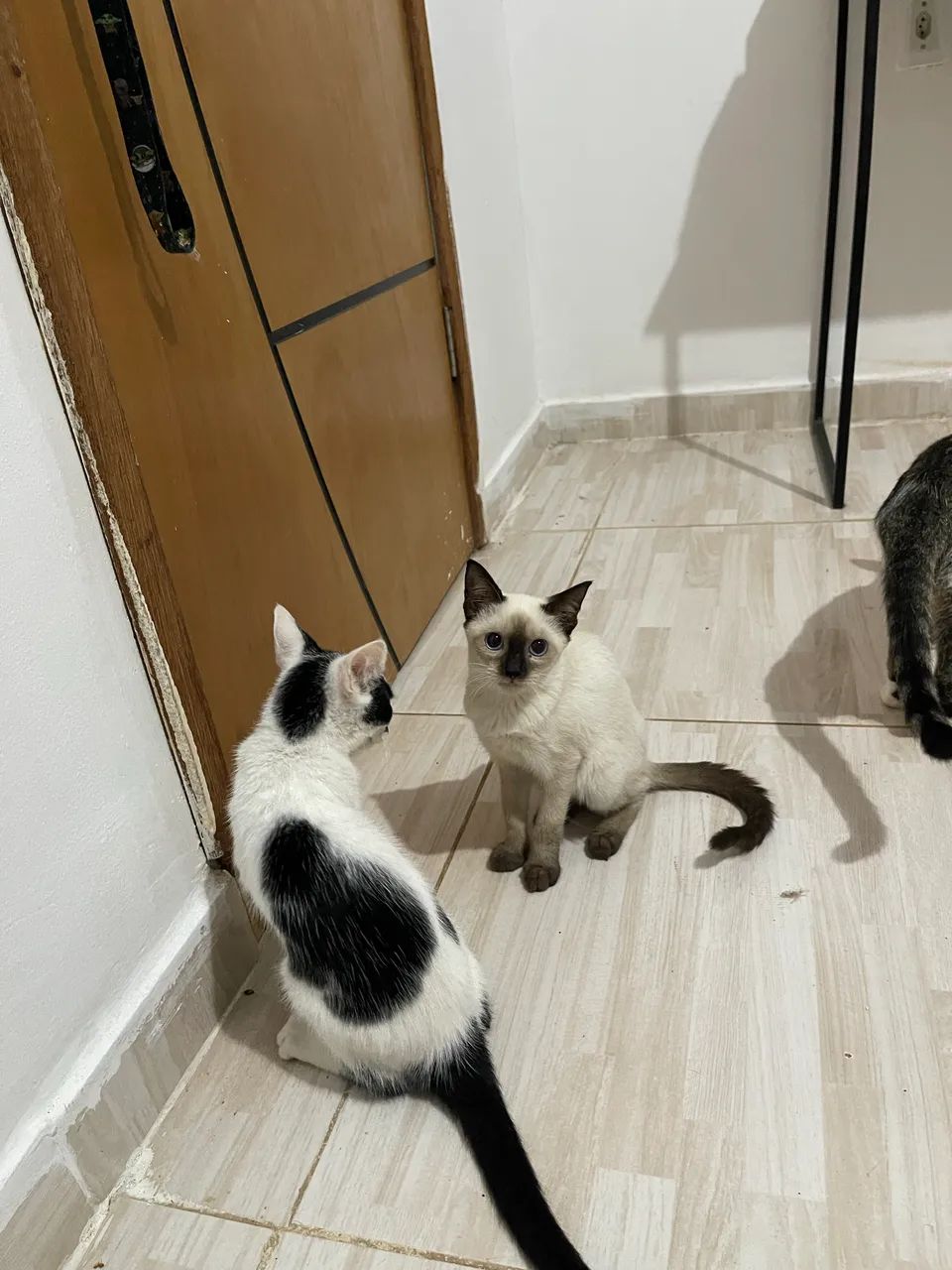 Doação de gatinhos  - Foto 3