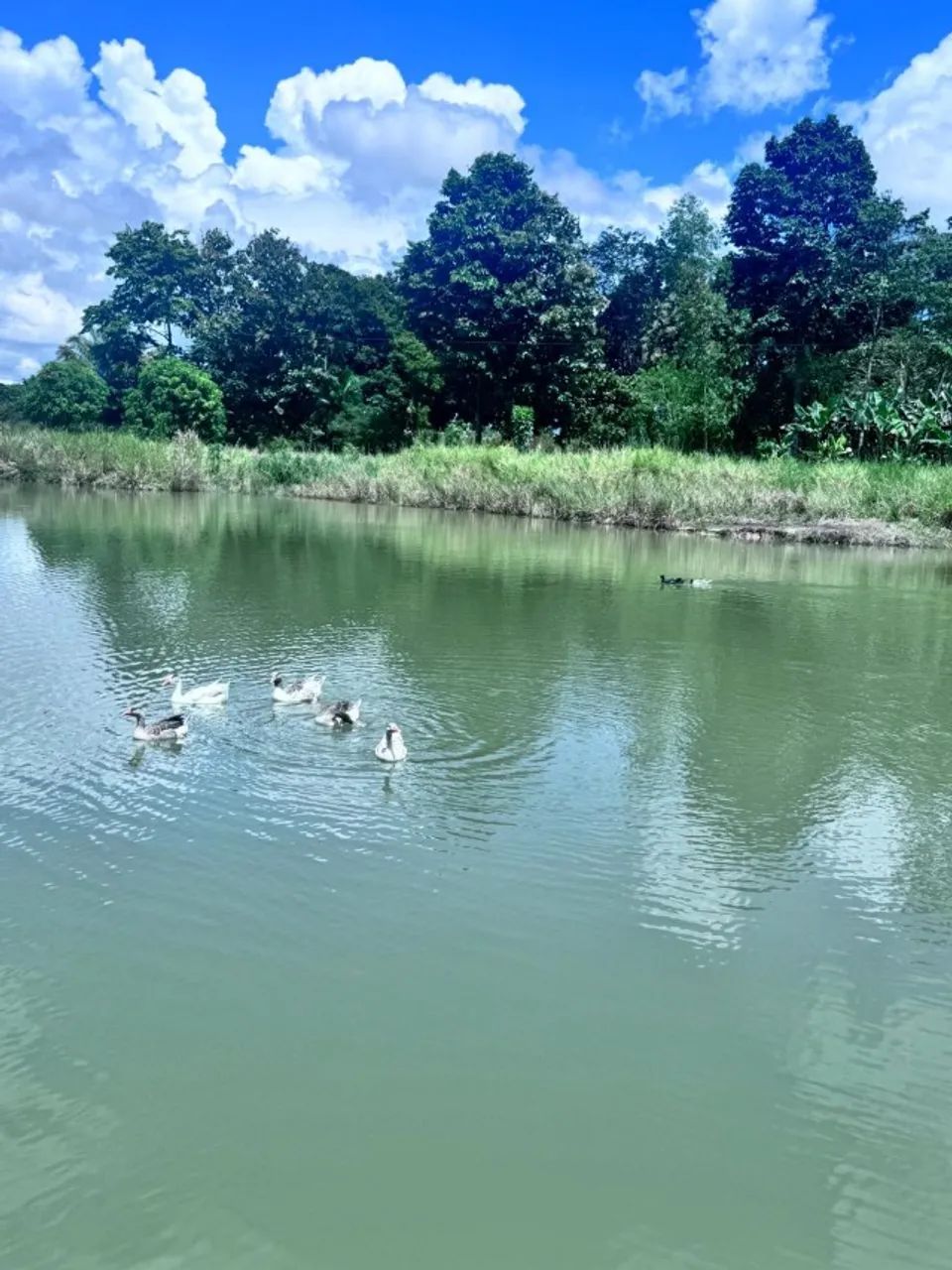 CHÁCARA EM JI-PARANA - Foto 5