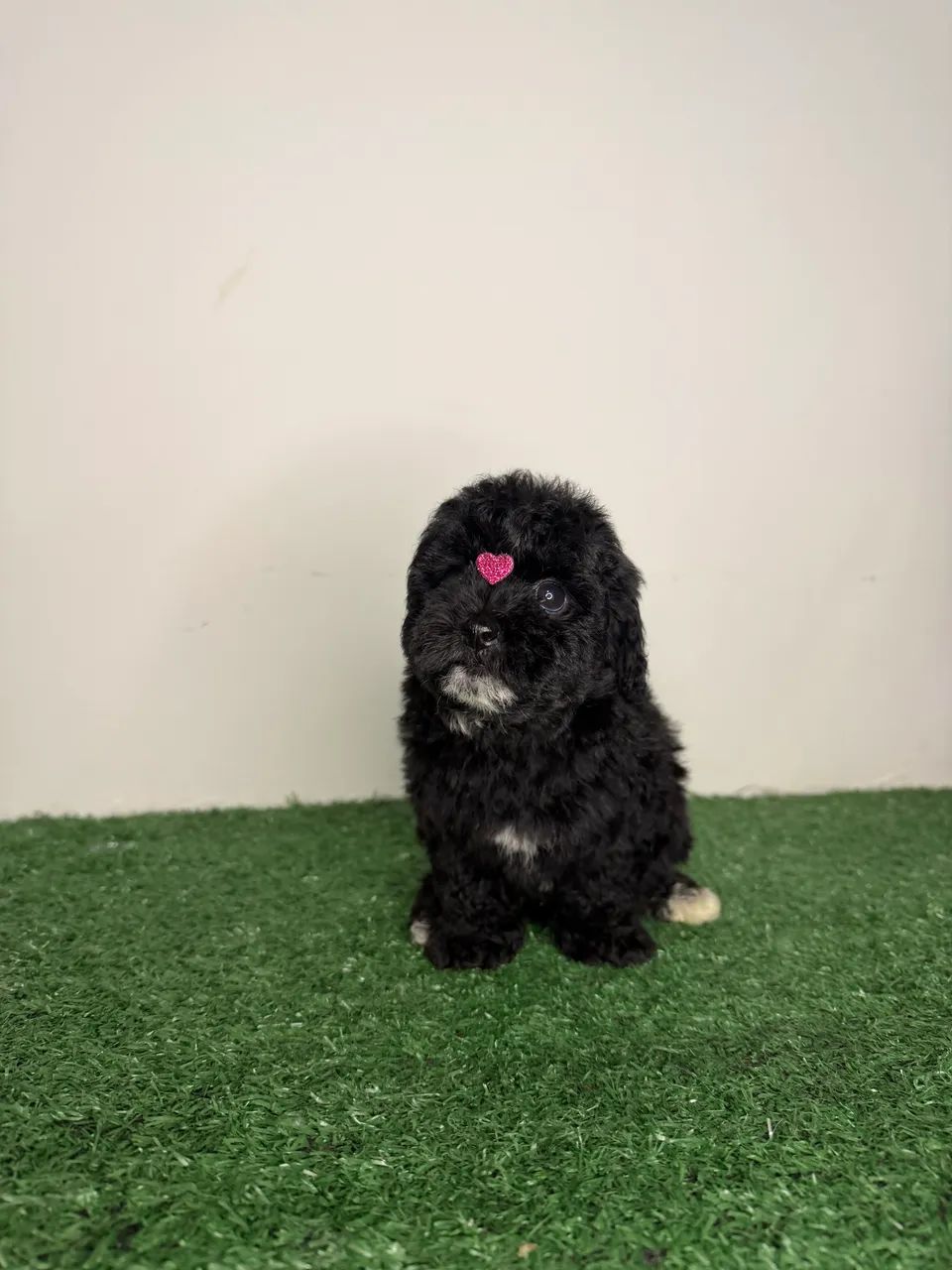 poodle toy - Foto 5