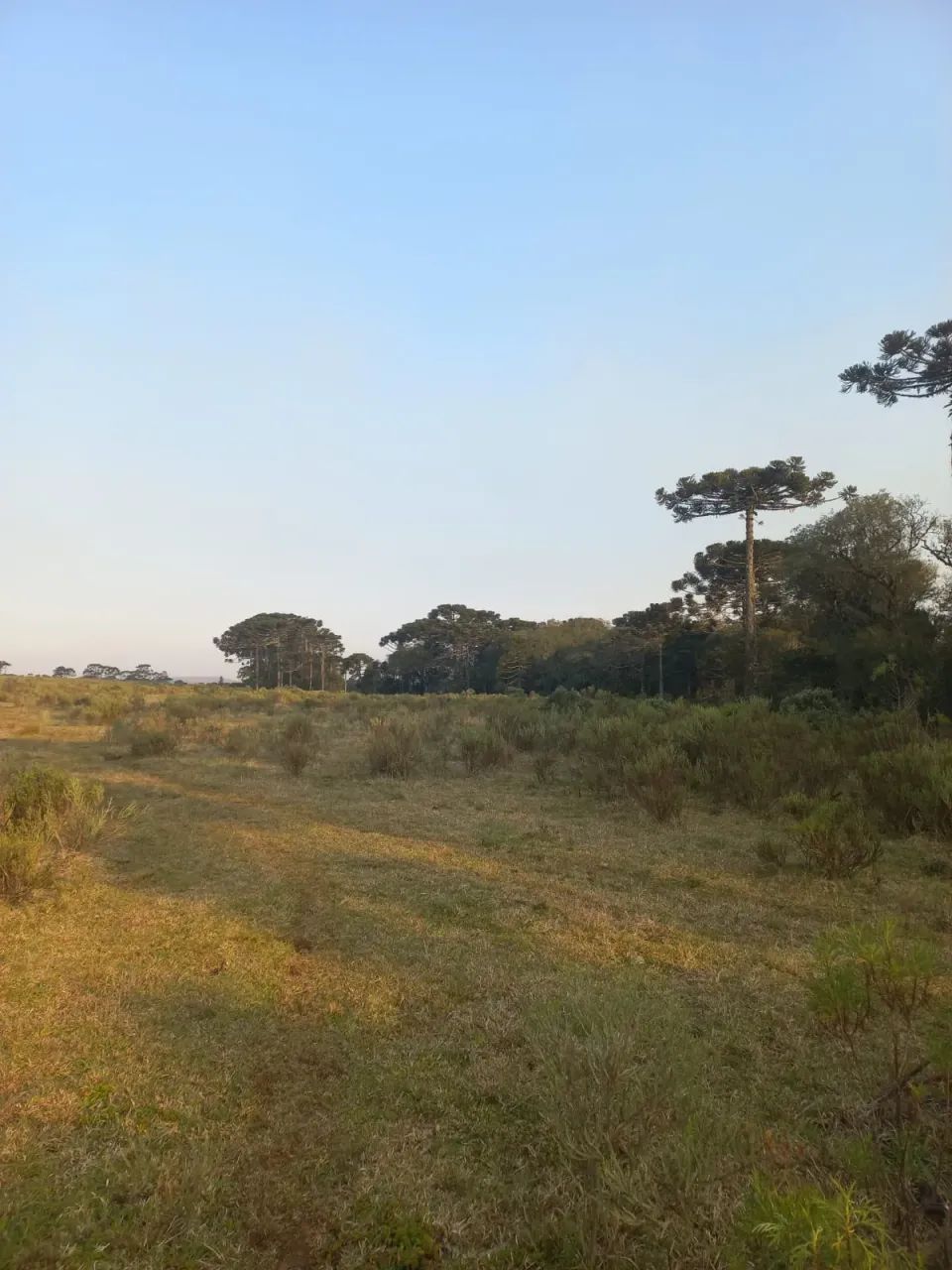 57,8 hectares de matas e campos na Serra Catarinense - Foto 5