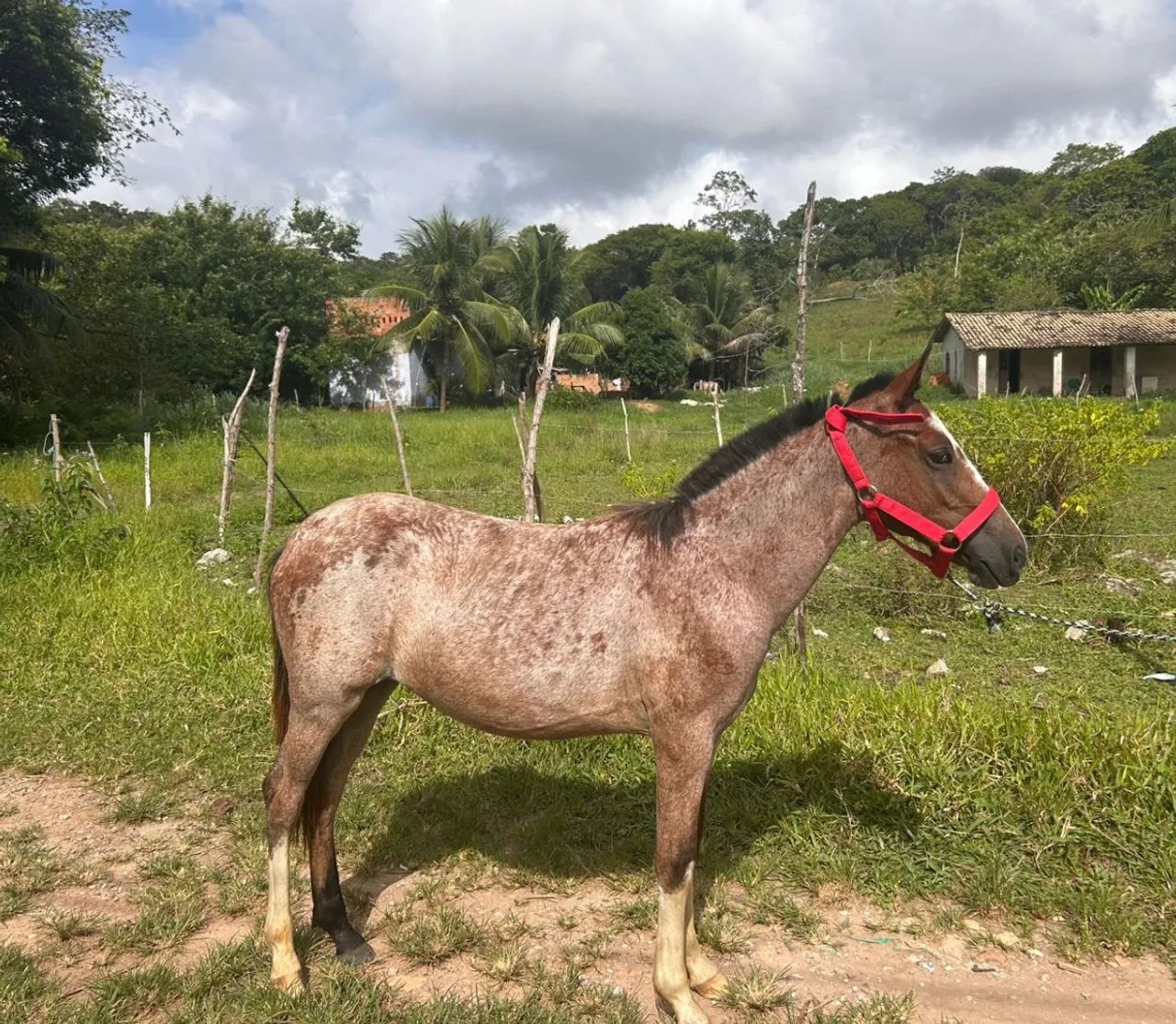 Égua  - Foto 5