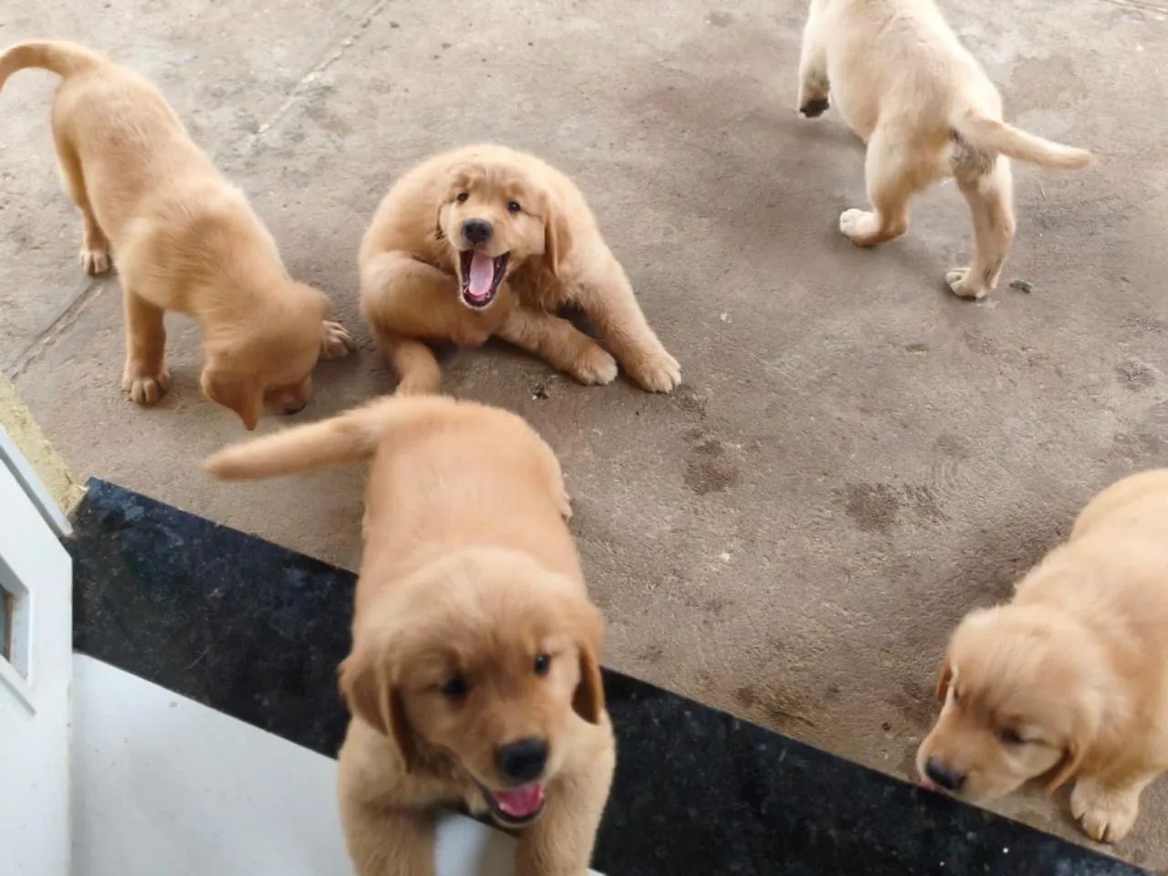 Filhotes de Golden Retriever - Foto 5