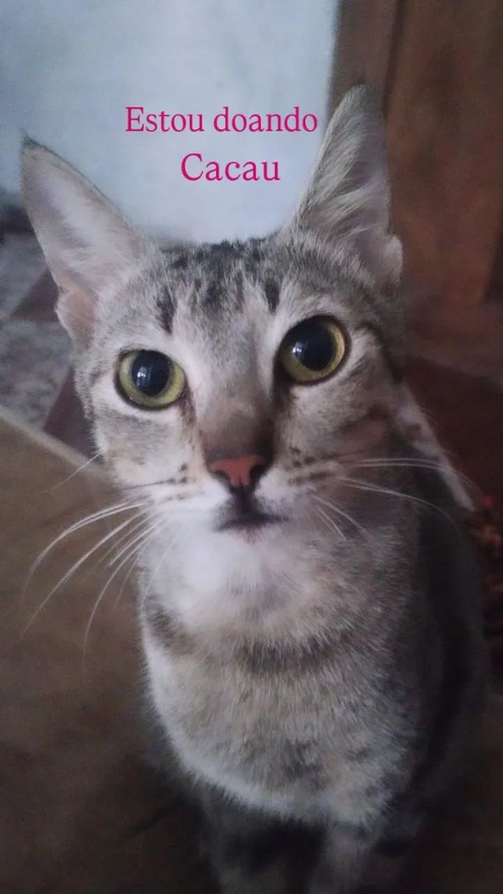 Gata