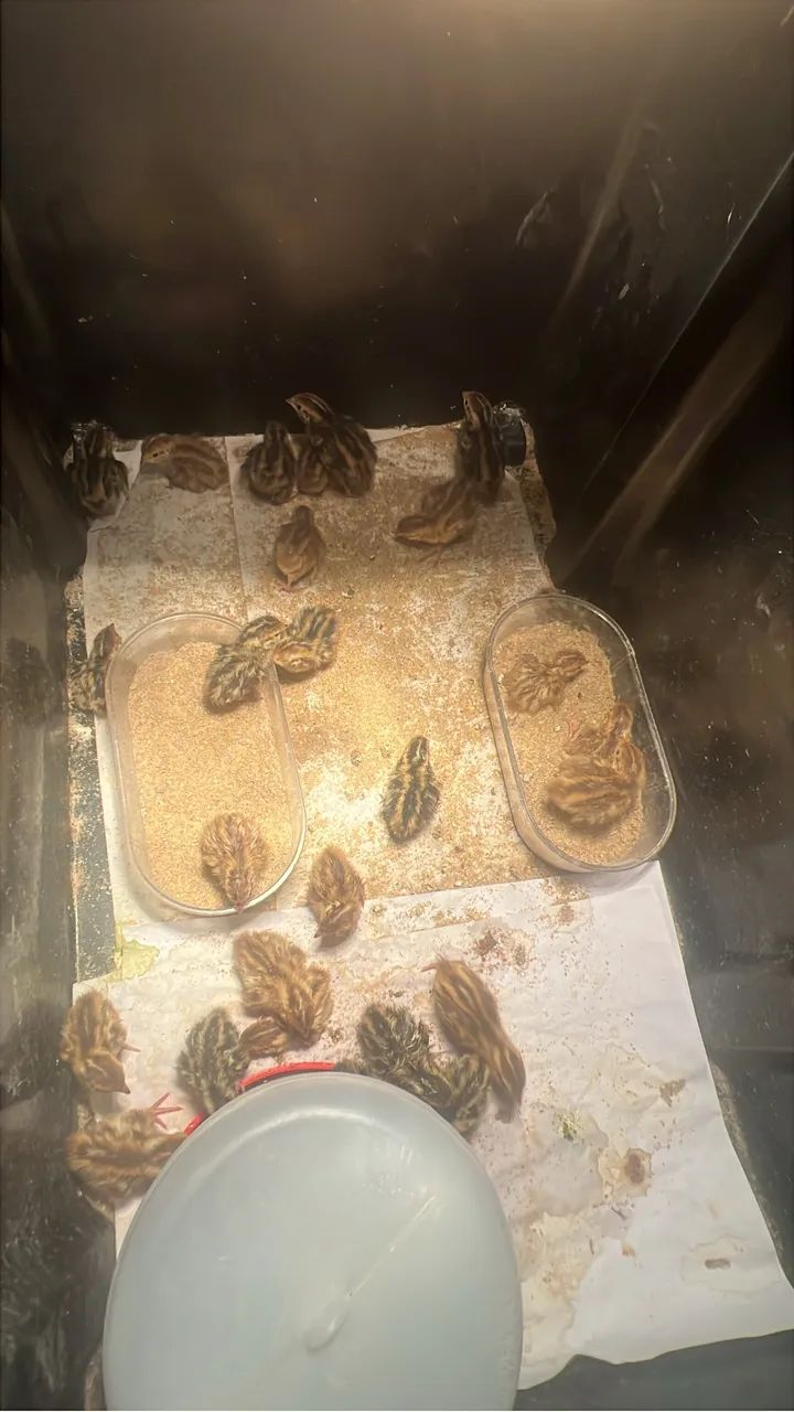 Pintinhos de Codornas - Foto 4