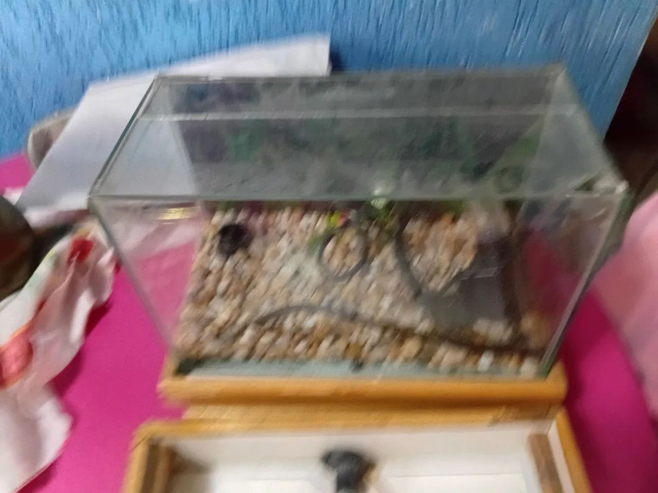 Aquário.  - Foto 5