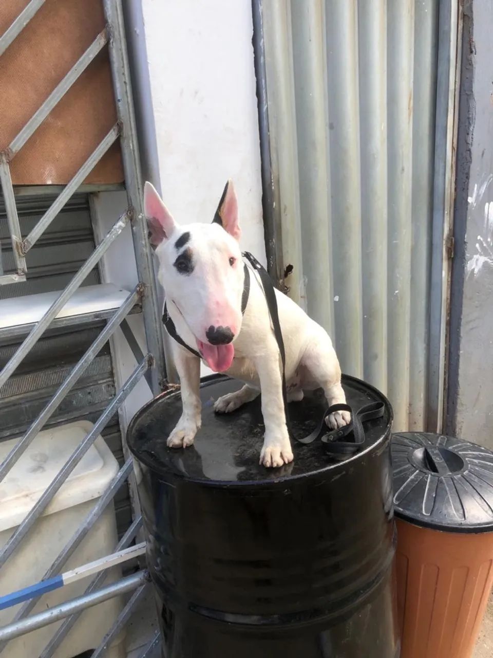 Bull terrier inglês 