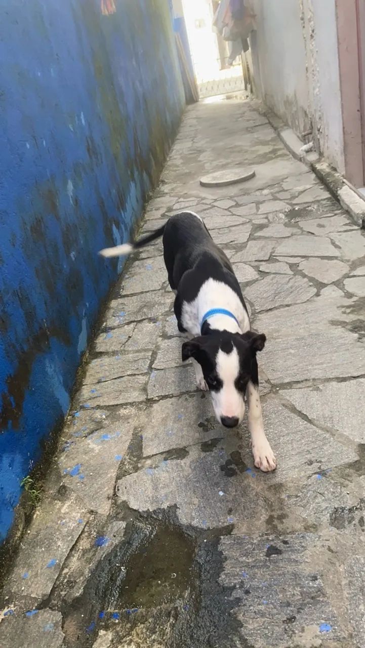 Doação de cachorro  - Foto 4
