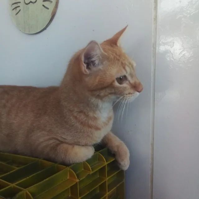Adoção responsável - Salsicha - Foto 3