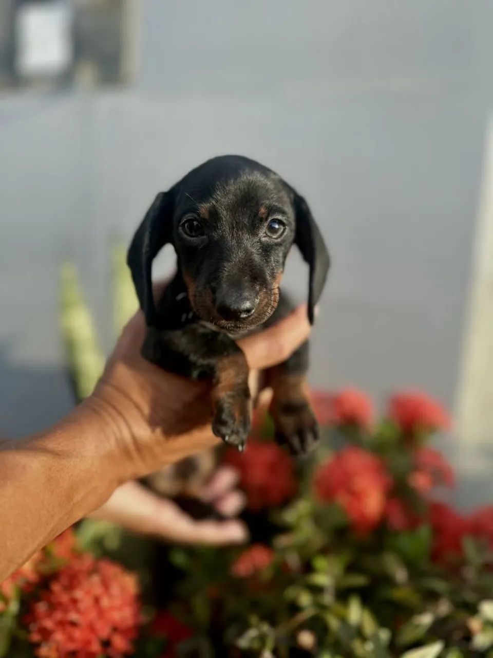 Dachshund Black Tan Macho - Foto 3