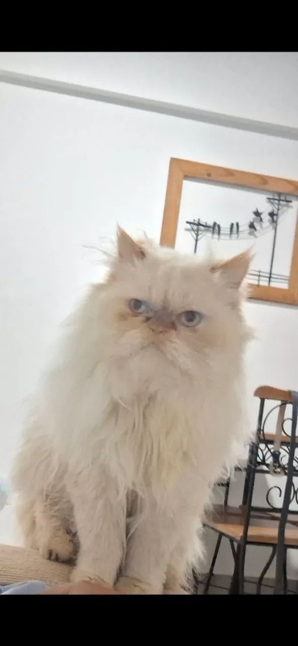 Gato persa macho procura namorada
