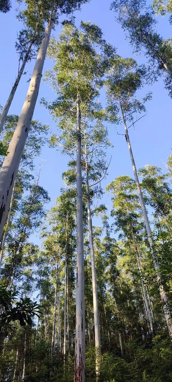 Floresta de Eucalipto  - Foto 4