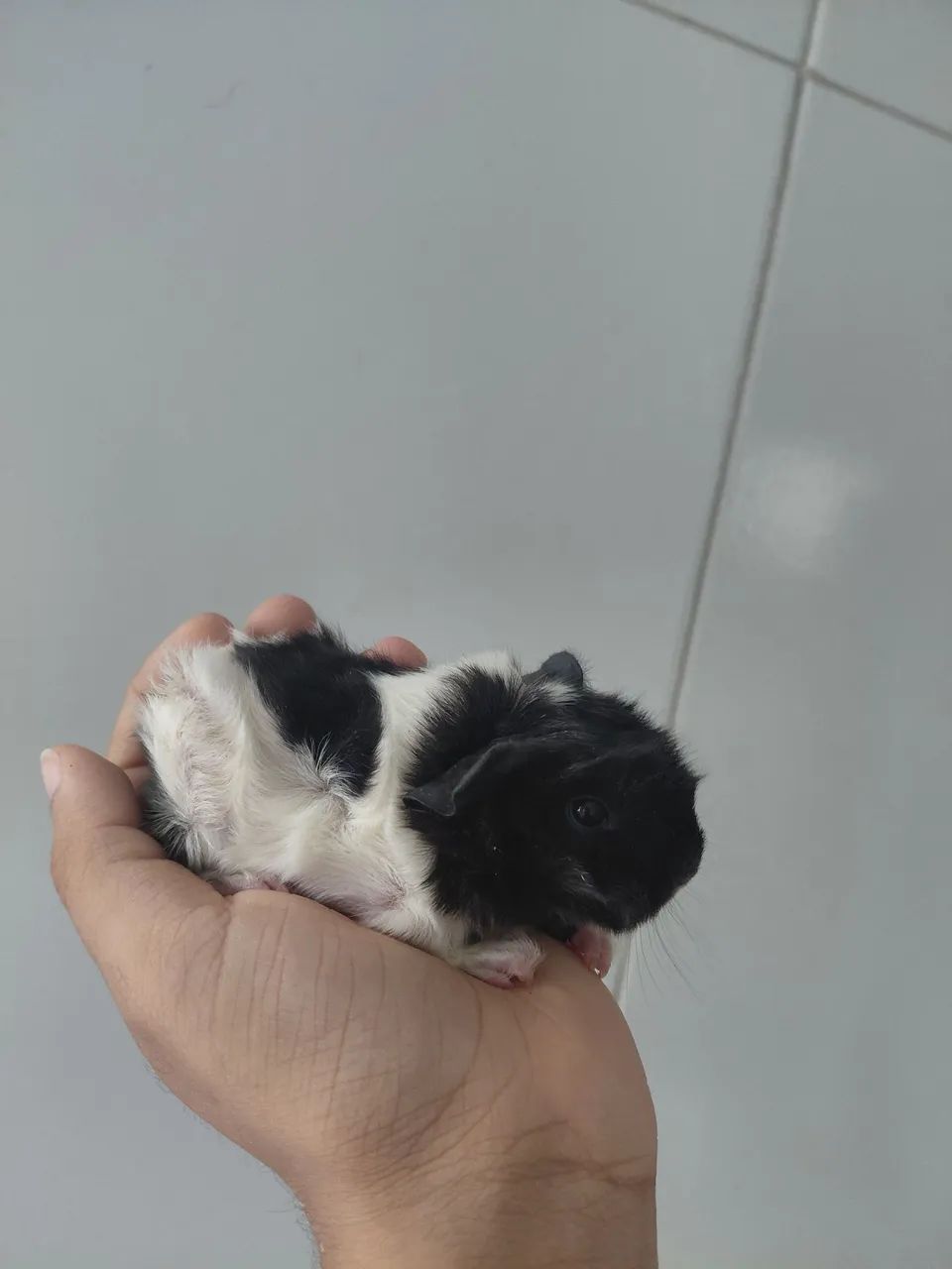 Filhote porquinho da índia peruana fêmea 