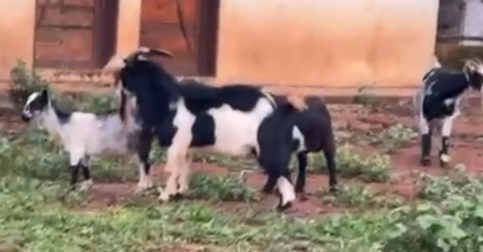 Casal de mini cabras 