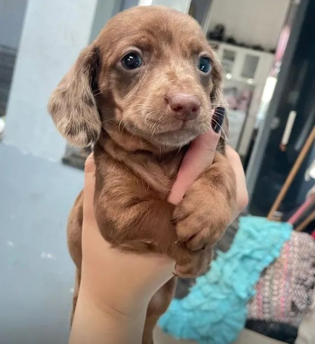 Basset teckel docil e tranquilo 
