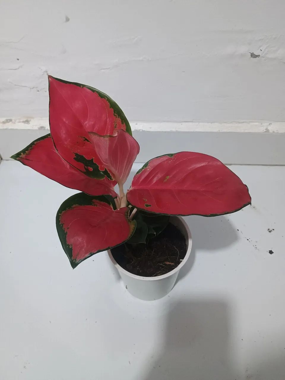 Lindas aglaonemas chilli red  - Foto 2