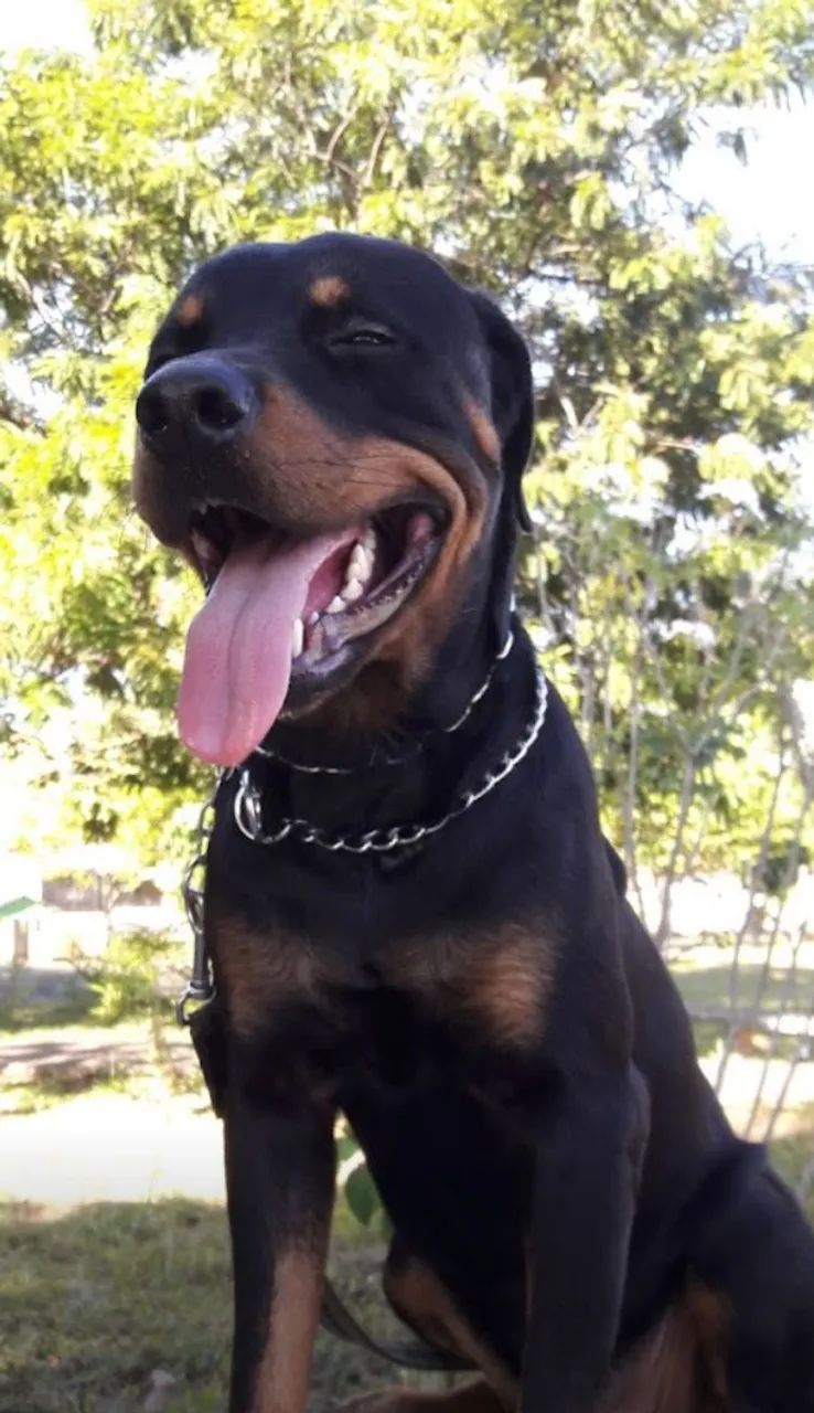 Adestrador de Cães 