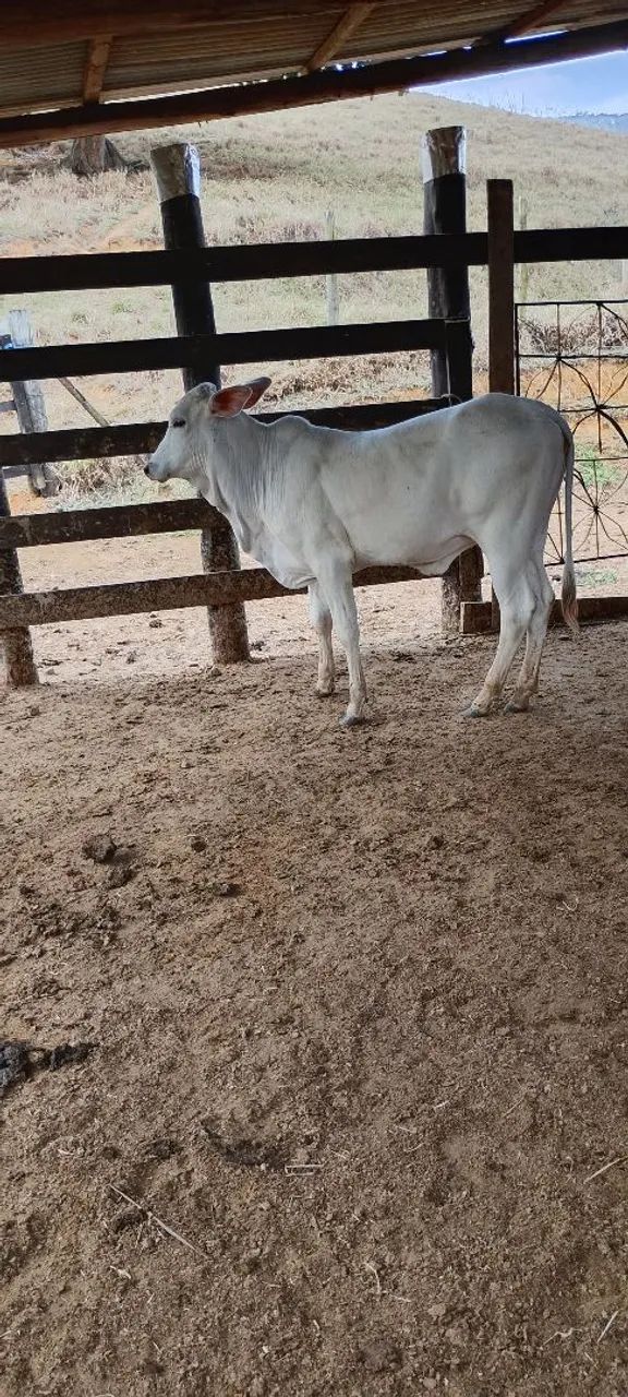 Bezerra Tabanel