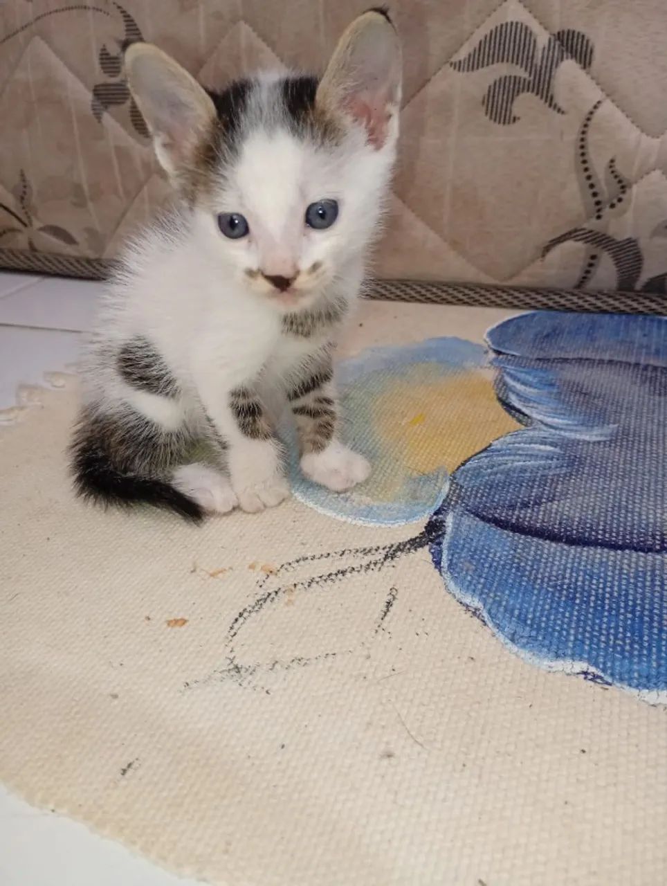 Gatos  - Foto 2