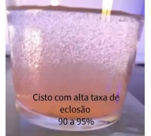 Cisto de artemia salinas 200g  - Foto 3