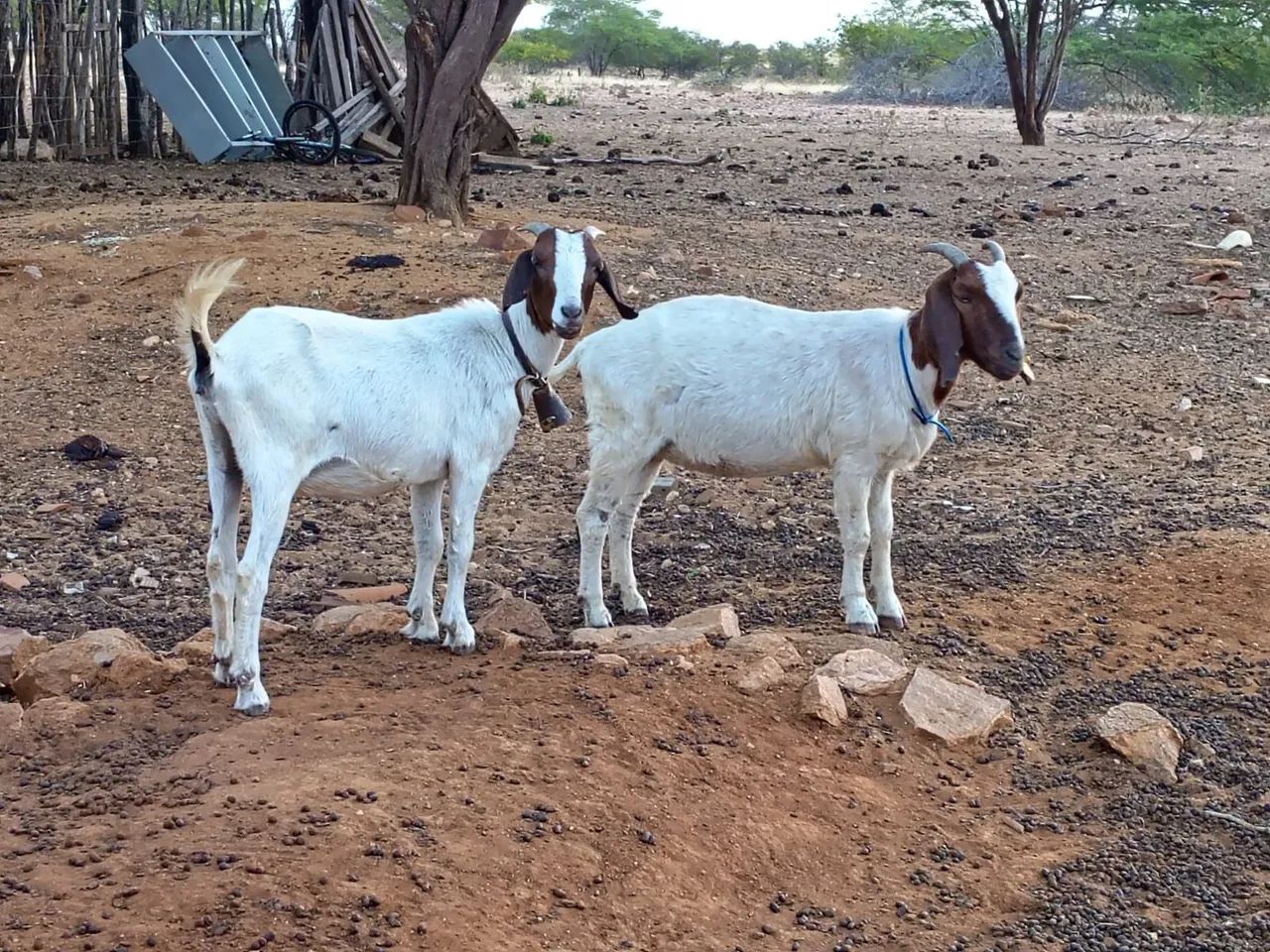 Cabras Boer - Foto 3