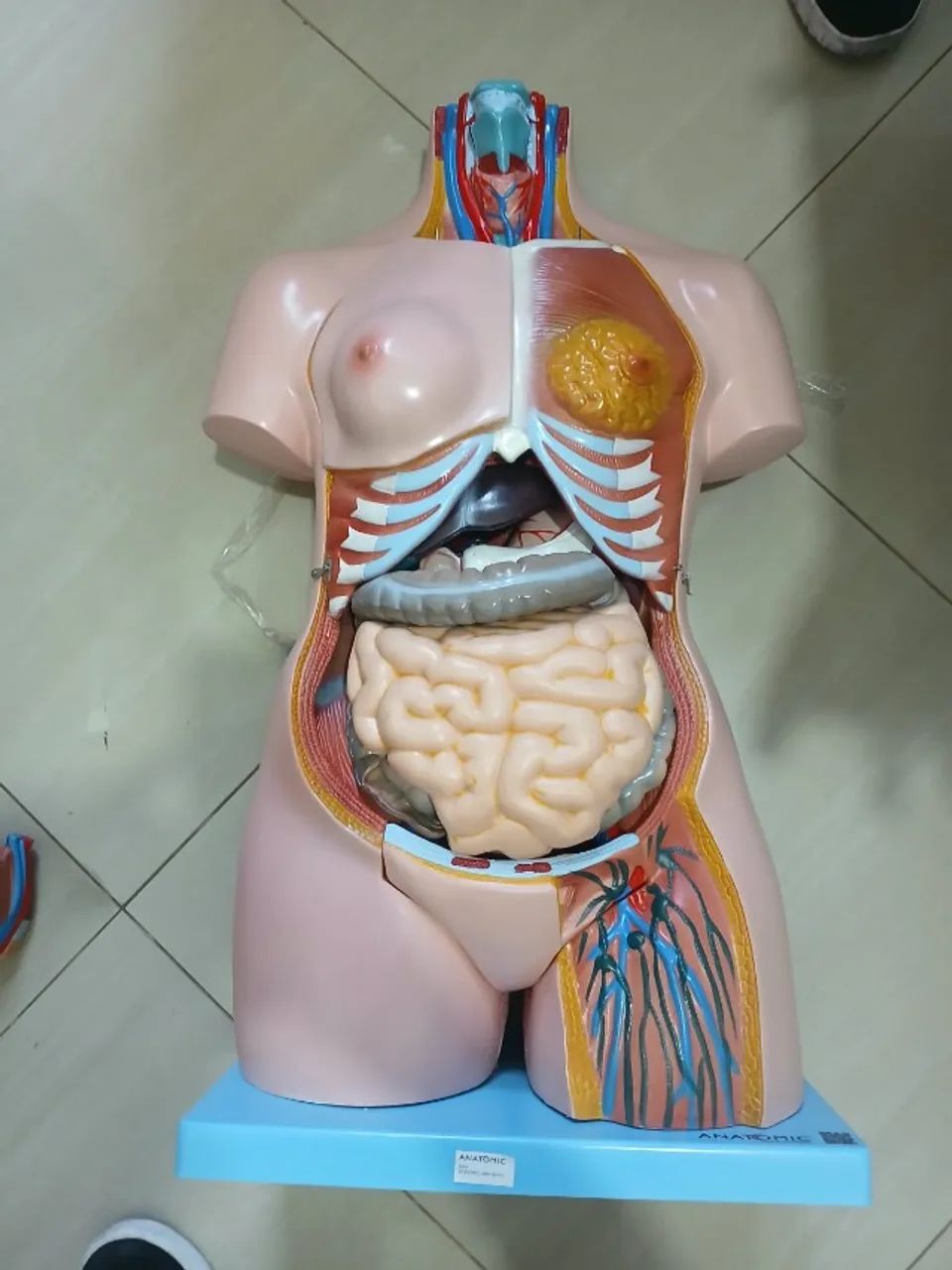 Modelo Anatômico Torso Humano Bissexual 85cm Anatomic (Desmontável)  - Foto 3