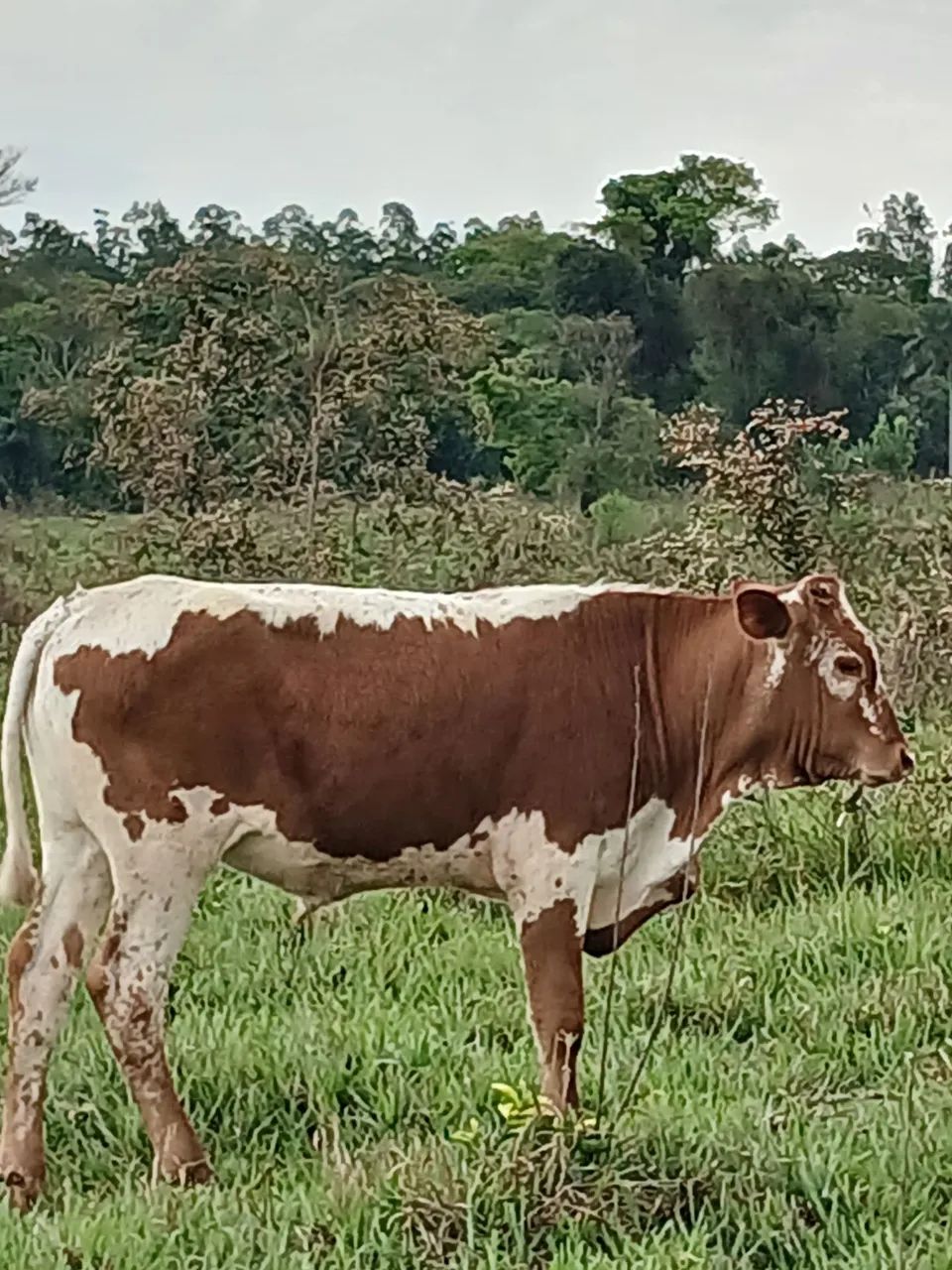LONGHORN 