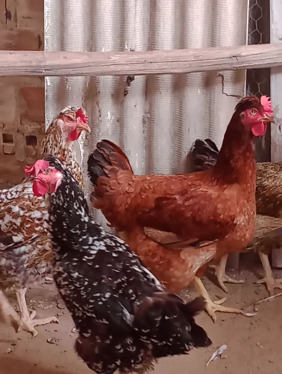 Vende Galinha Sertaneja Balão (GSB) - Foto 6