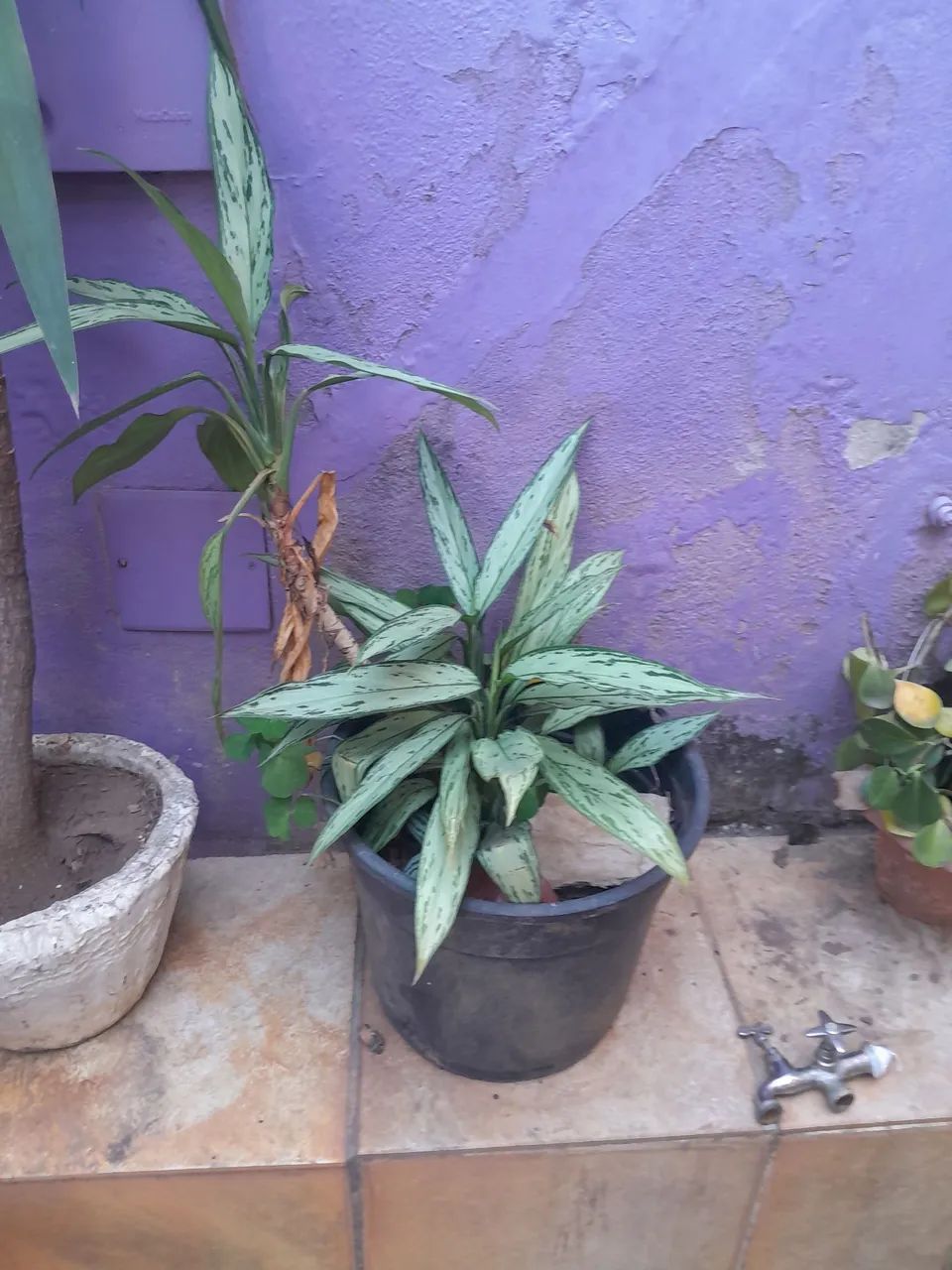 Vasos com plantas  - Foto 4