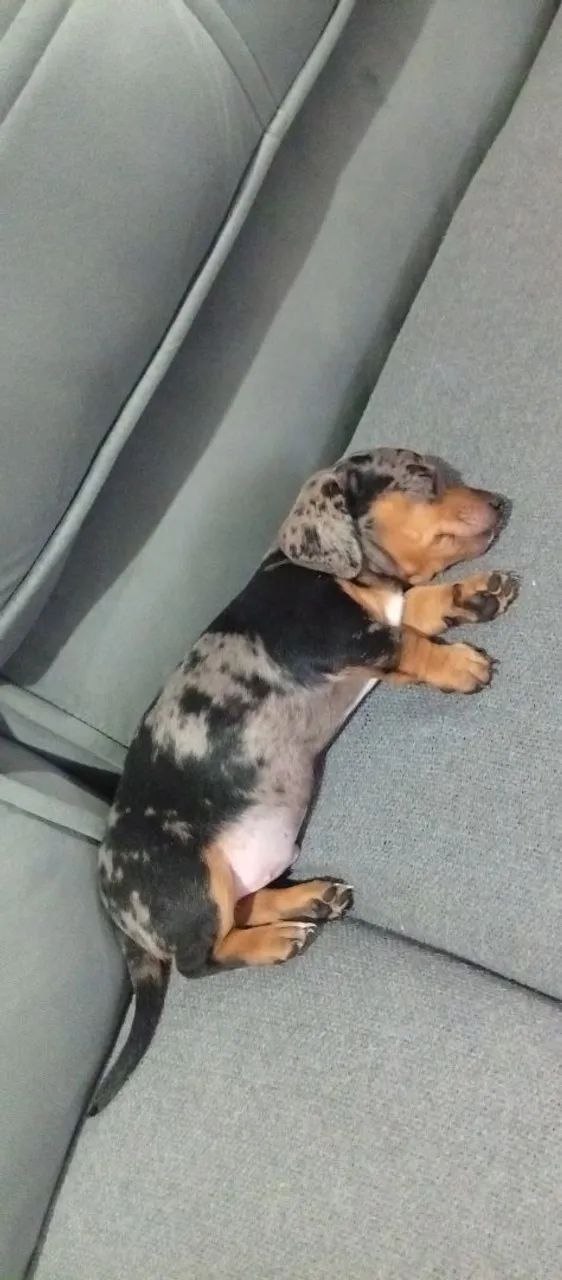 Dachshund - Foto 3