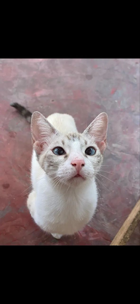 gatinha castrada