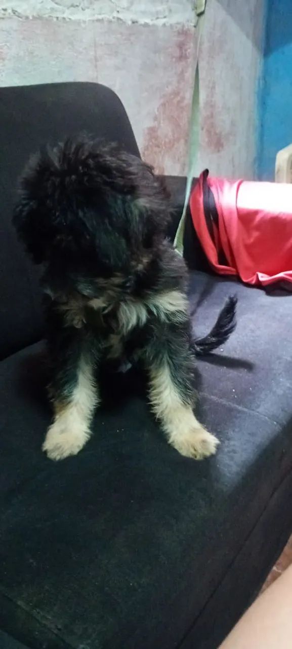 Doação de cachorro 