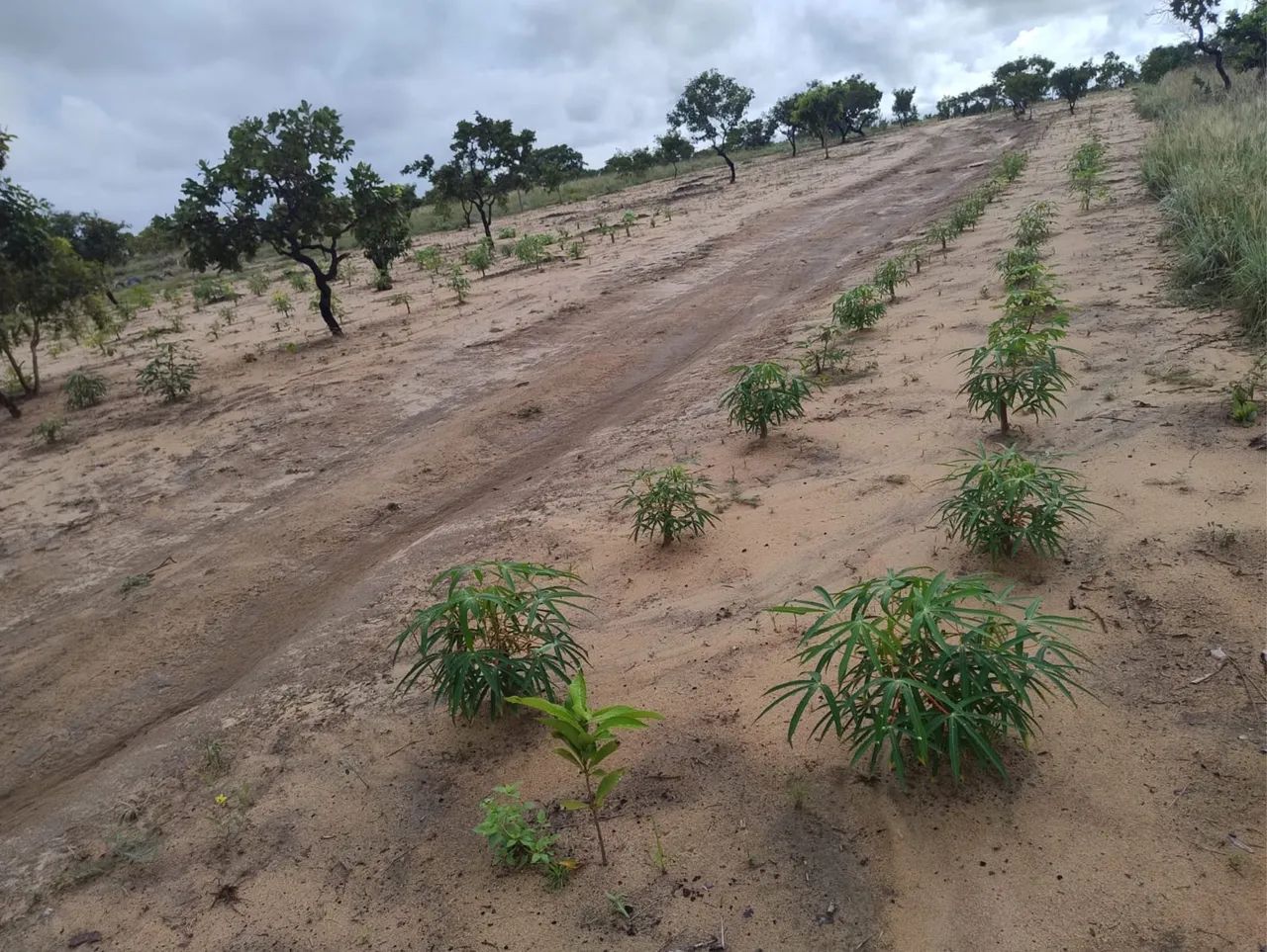Sítio em Alto Alegre - Vicinal do Au Au - 5.000m² com Igarapé e Internet! - Foto 4