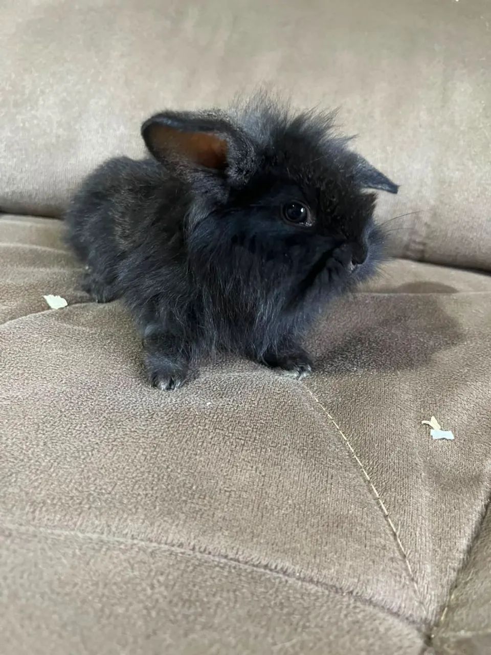 Mini coelho  - Foto 5
