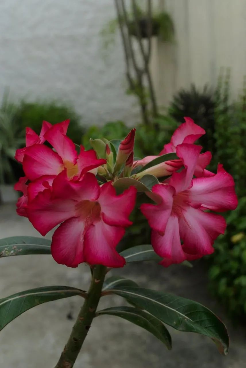 Nikon d3000, lente 18-55mm - Foto 4