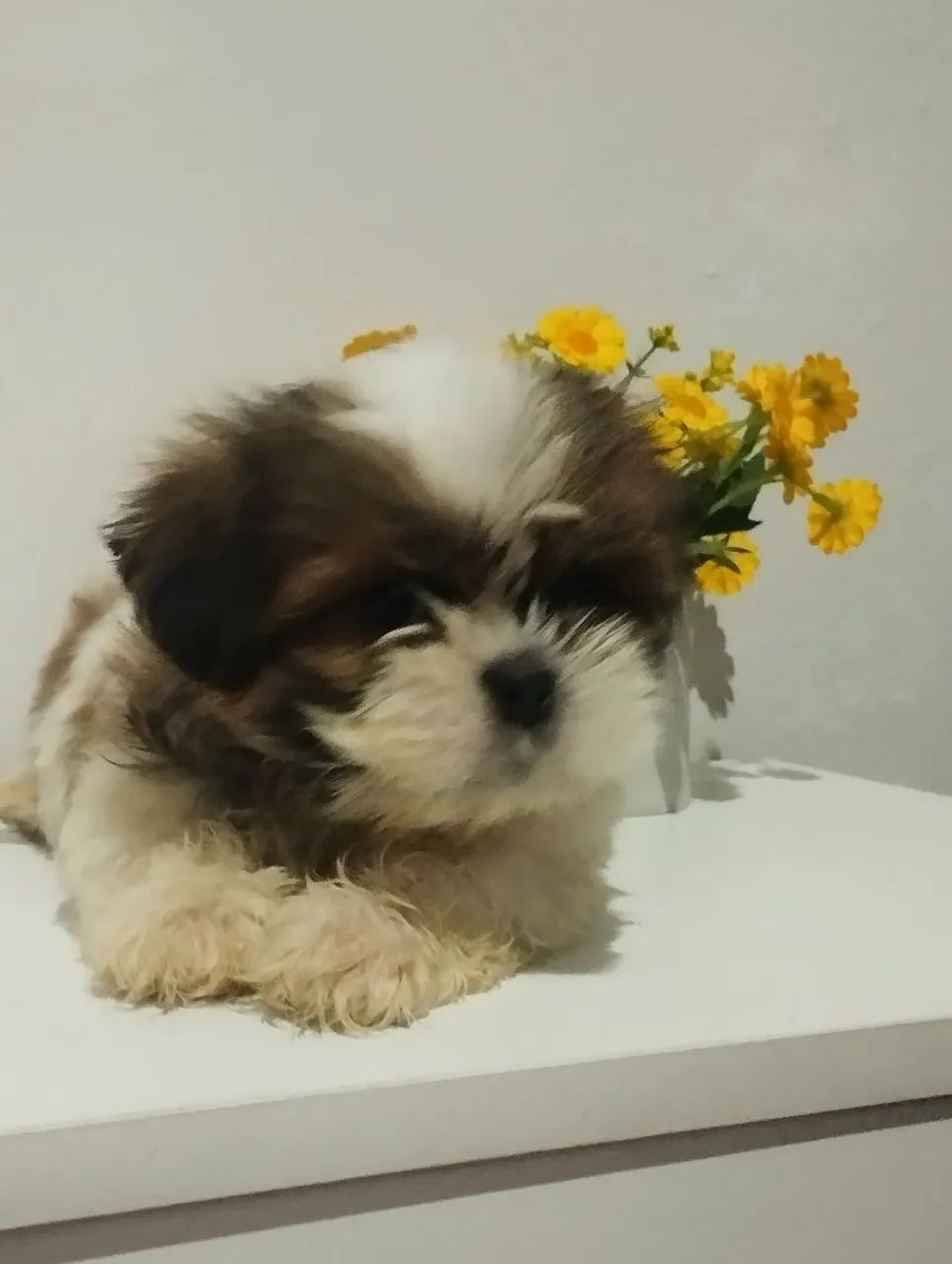 Shih tzu mini - Foto 4