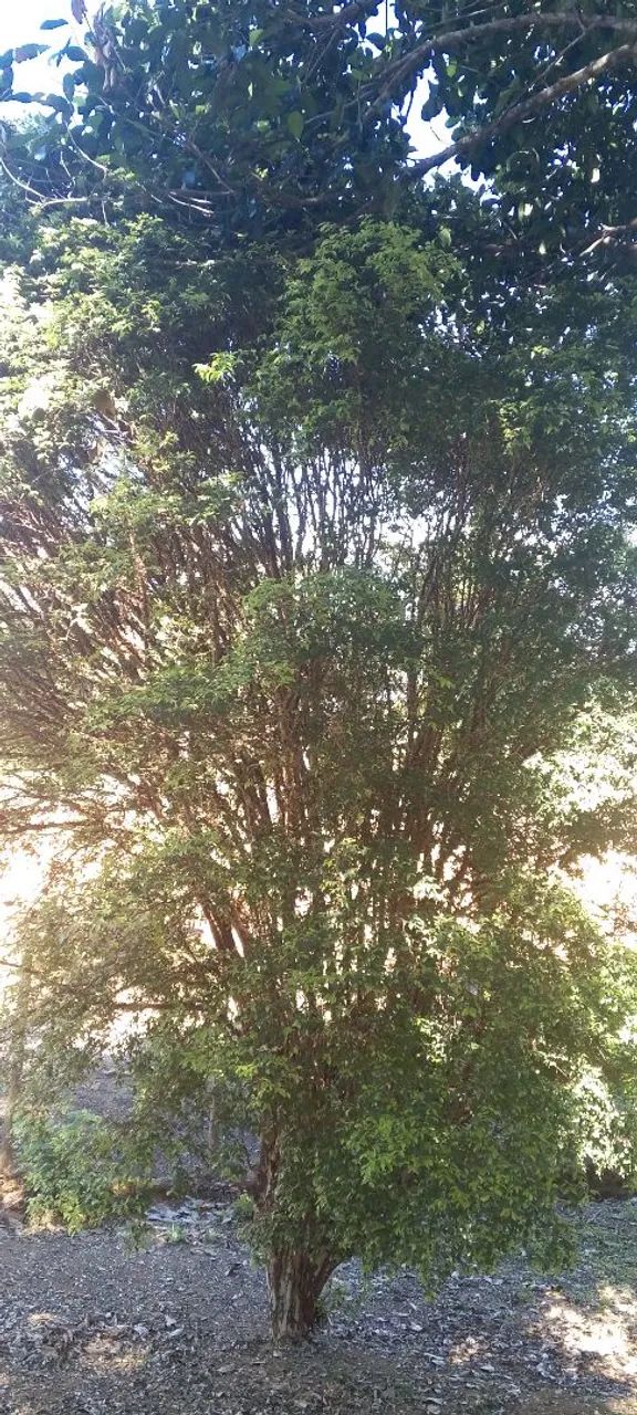 Sítio à Venda - Natureza, Frutas e Tranquilidade - Foto 3