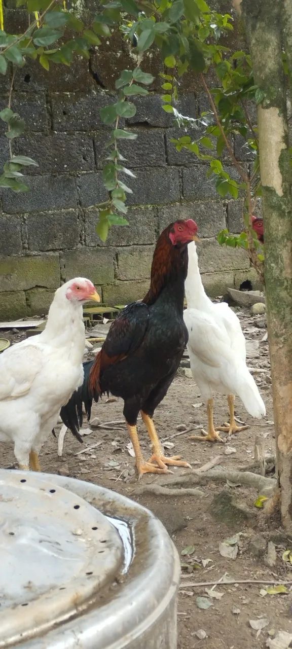 Galos e frangos - Foto 3