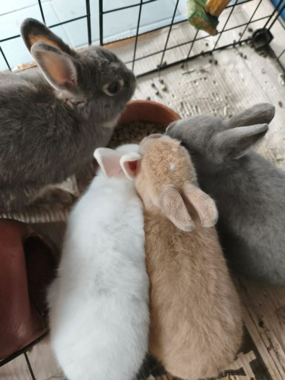 Mini coelho de Netherland 64962189181954120