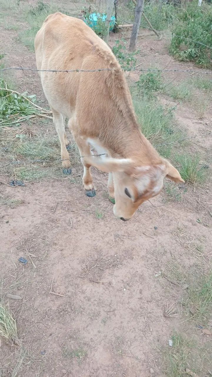 Vendo ou troco bezerro e vaca - Foto 2