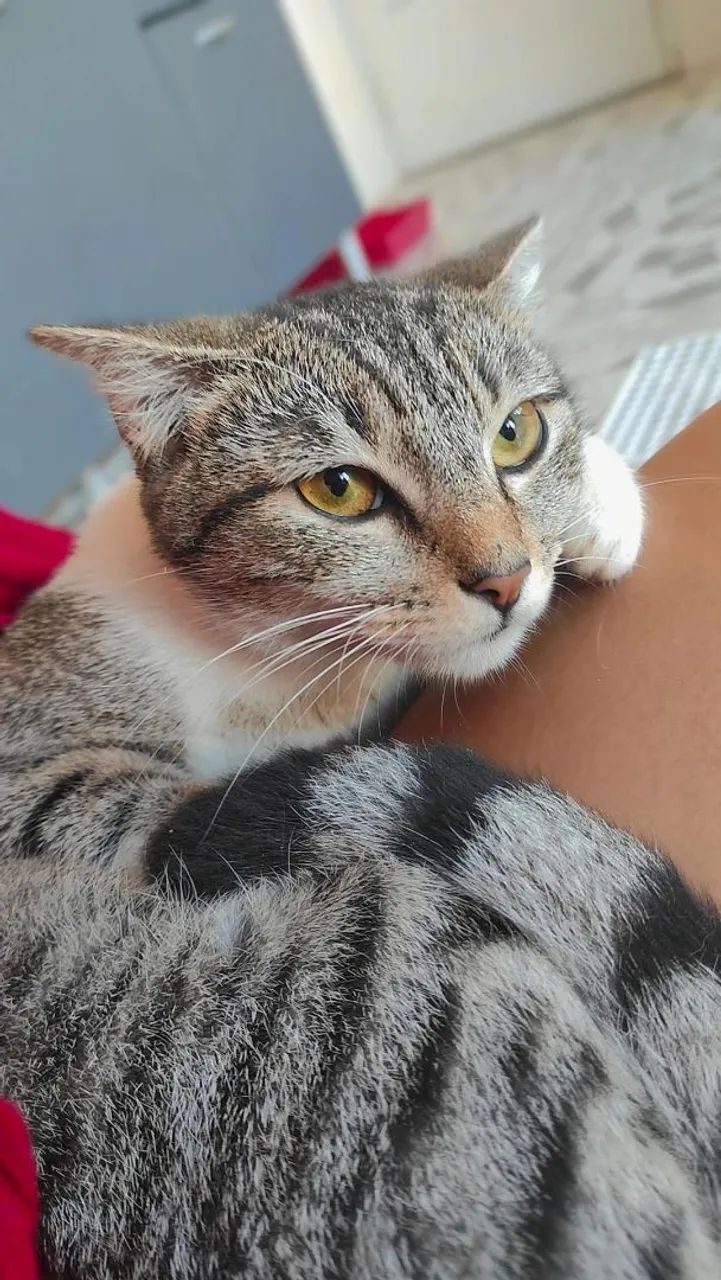 Doação de gato fêmea 