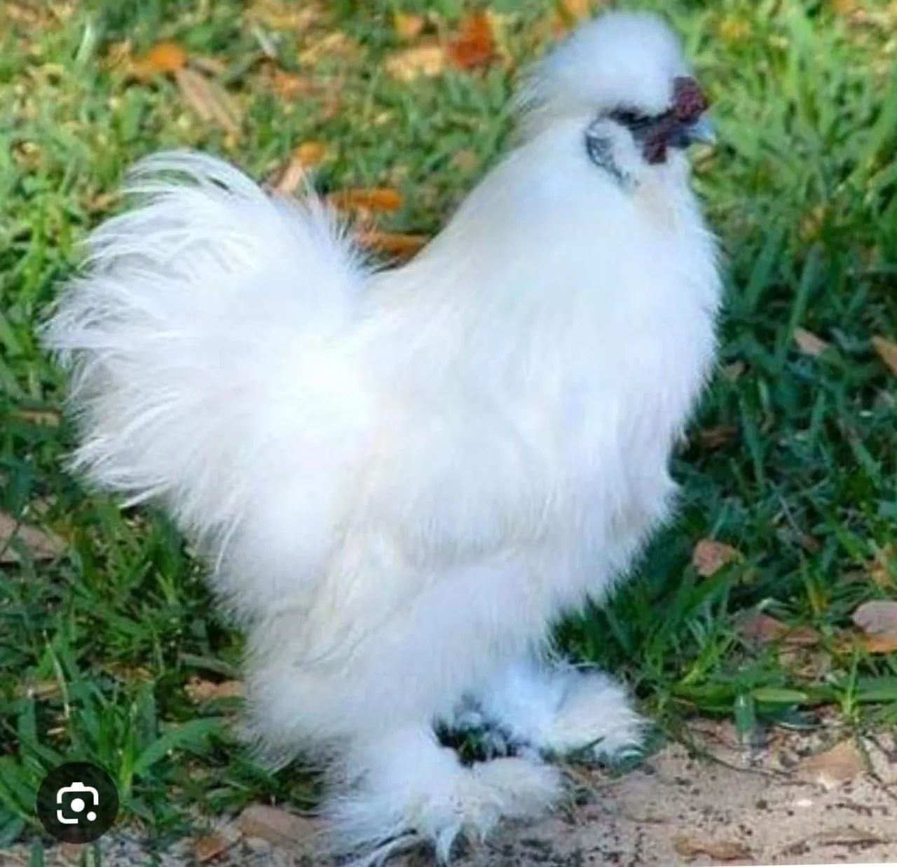 Filhotes de galinha sedosa do Japão  - Foto 5