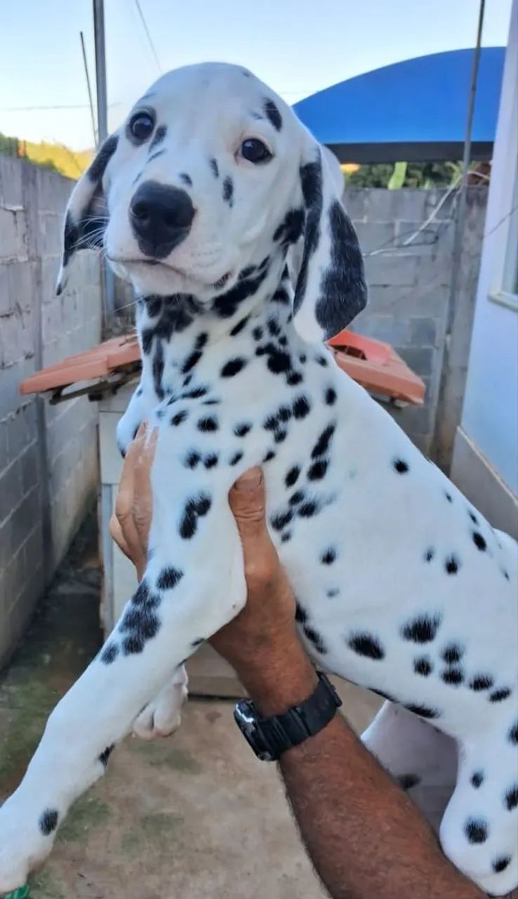 Dálmata fêmea e macho  - Foto 2