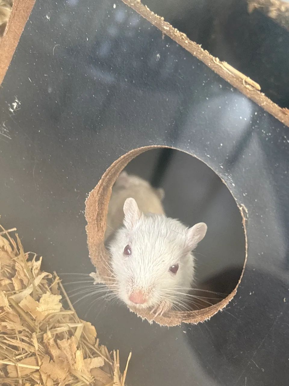 Esquilos da Mongólia/gerbil 65578340382467124