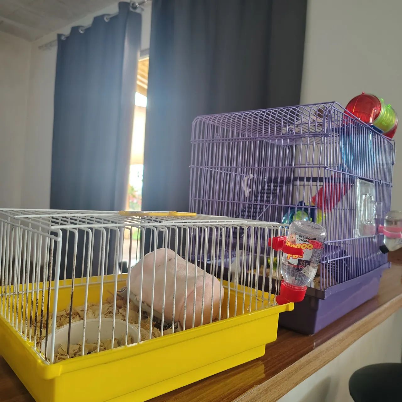 Hamster  - Foto 3
