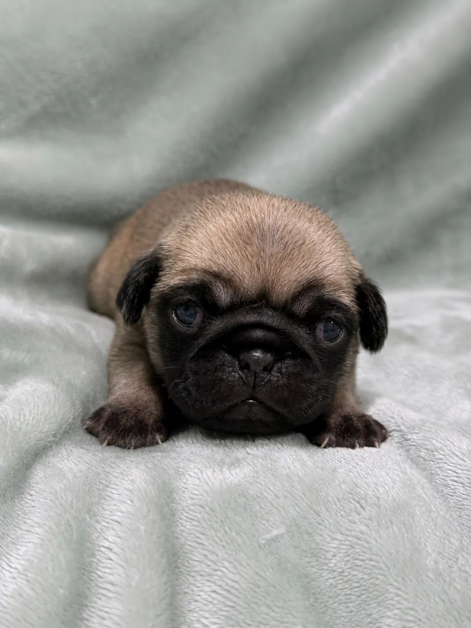 Filhote de pug - Foto 2
